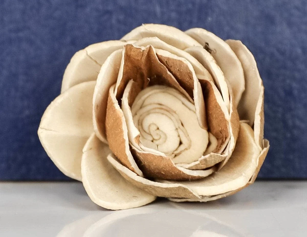 2" Bark Lotus (10 Pack) - Image 2