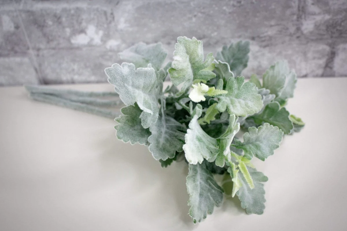 Dusty Miller Pick (Grey Green) - Sample - Image 2