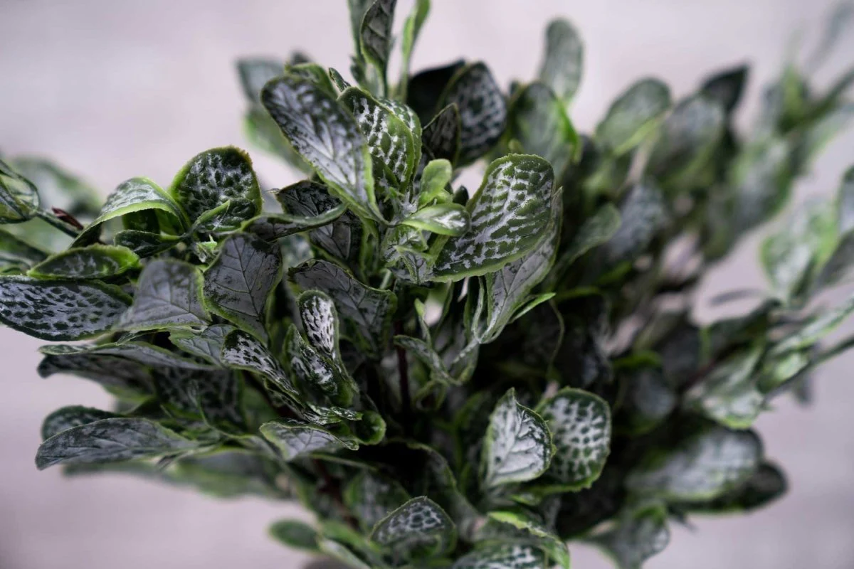 Faux Fiddle Leaf Fig - Deep Green - Image 3