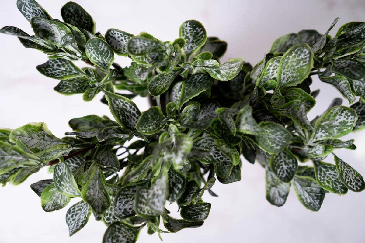 Faux Fiddle Leaf Fig - Deep Green - Image 4