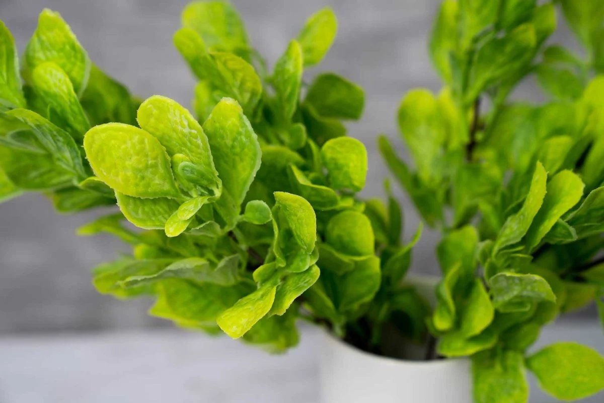 Faux Fiddle Leaf Fig - Light Green - Image 3