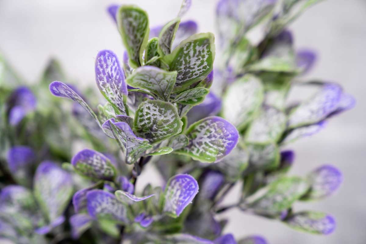 Faux Fiddle Leaf Fig - Purple - Image 3