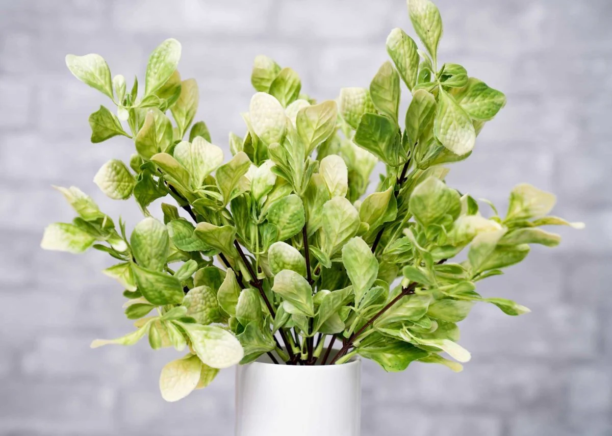 Faux Fiddle Leaf Fig - White Green - Image 2