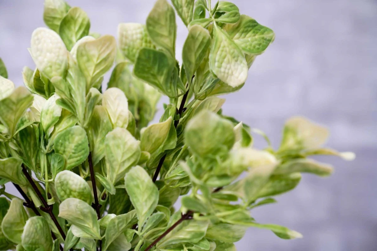 Faux Fiddle Leaf Fig - White Green - Image 3