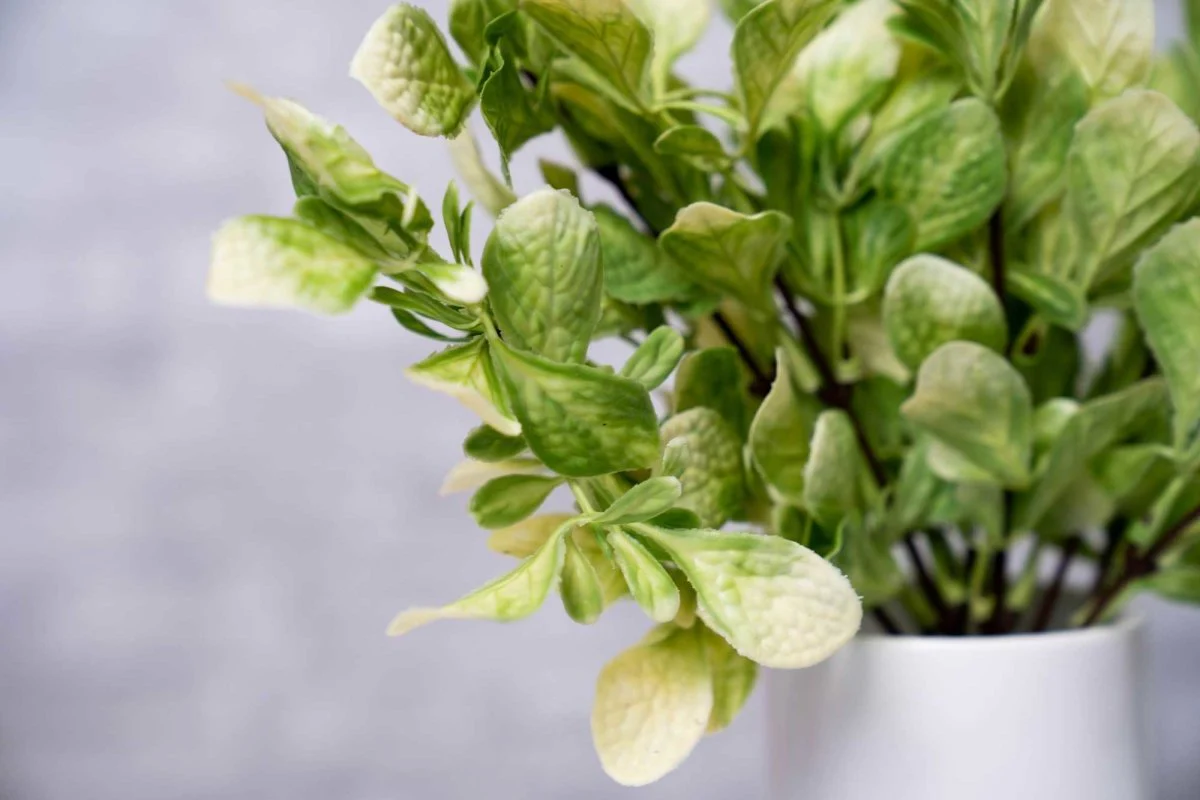 Faux Fiddle Leaf Fig - White Green - Image 4