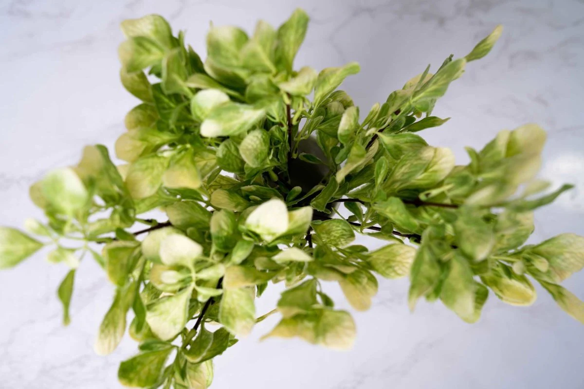 Faux Fiddle Leaf Fig - White Green - Image 5