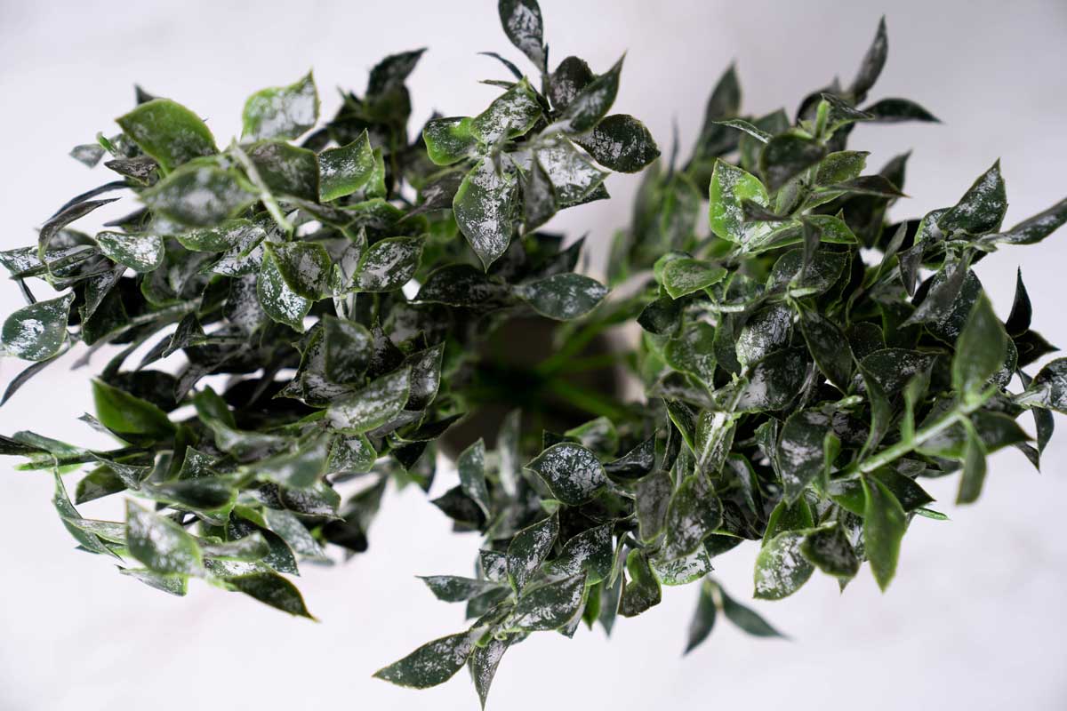 Faux Isreali Ruscus - Deep Green - Image 3