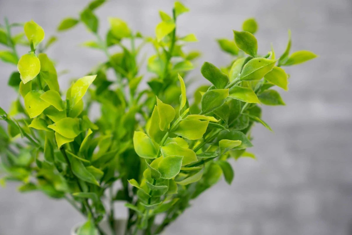 Faux Isreali Ruscus - Light Green - Image 3