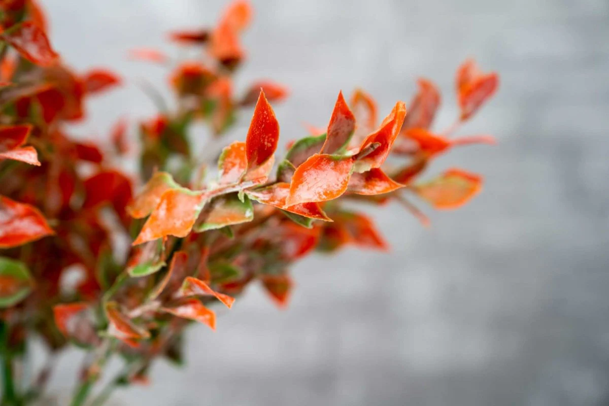 Faux Isreali Ruscus - Red - Image 4