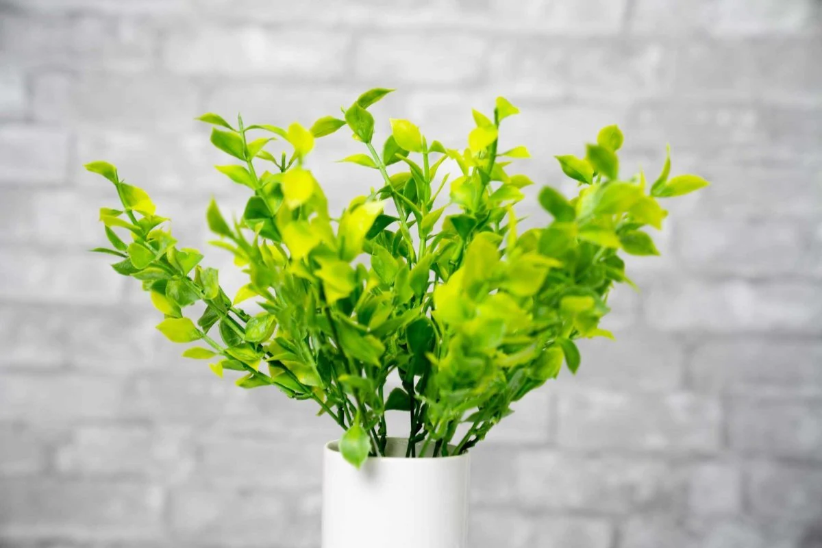 Faux Isreali Ruscus - White Green - Image 2