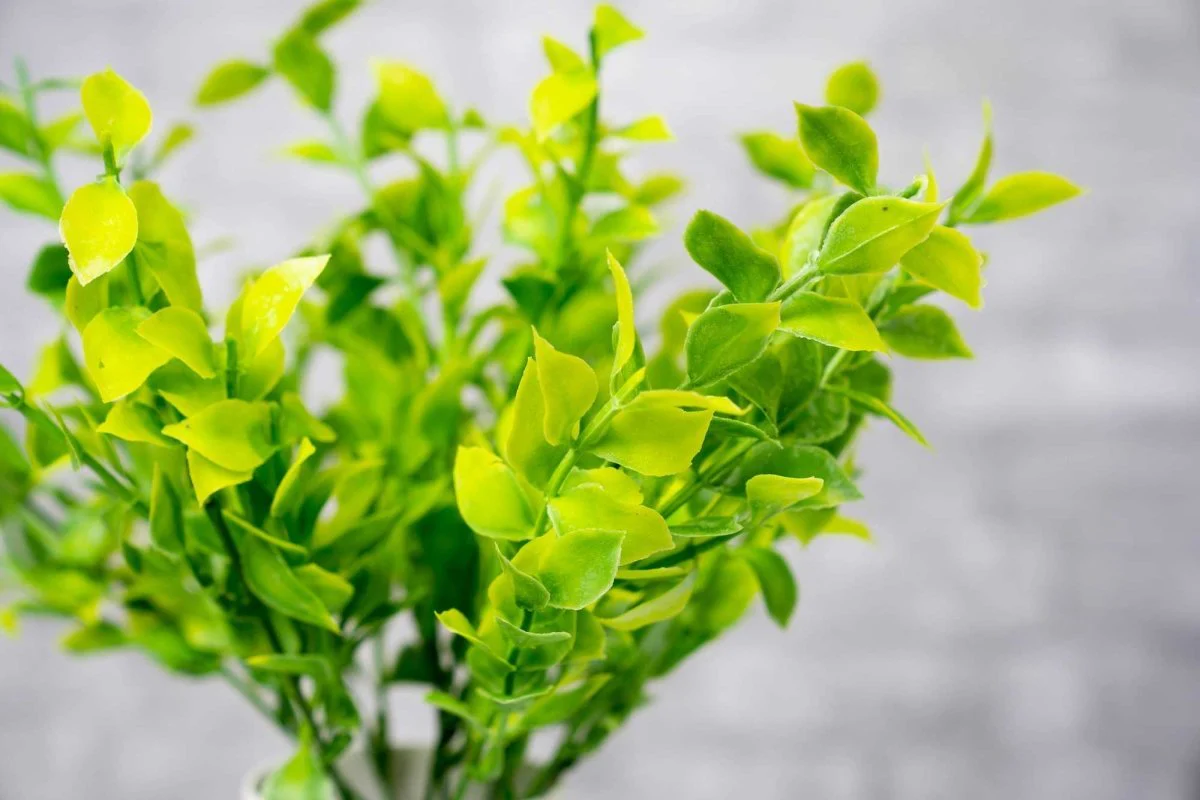 Faux Isreali Ruscus - White Green - Image 3