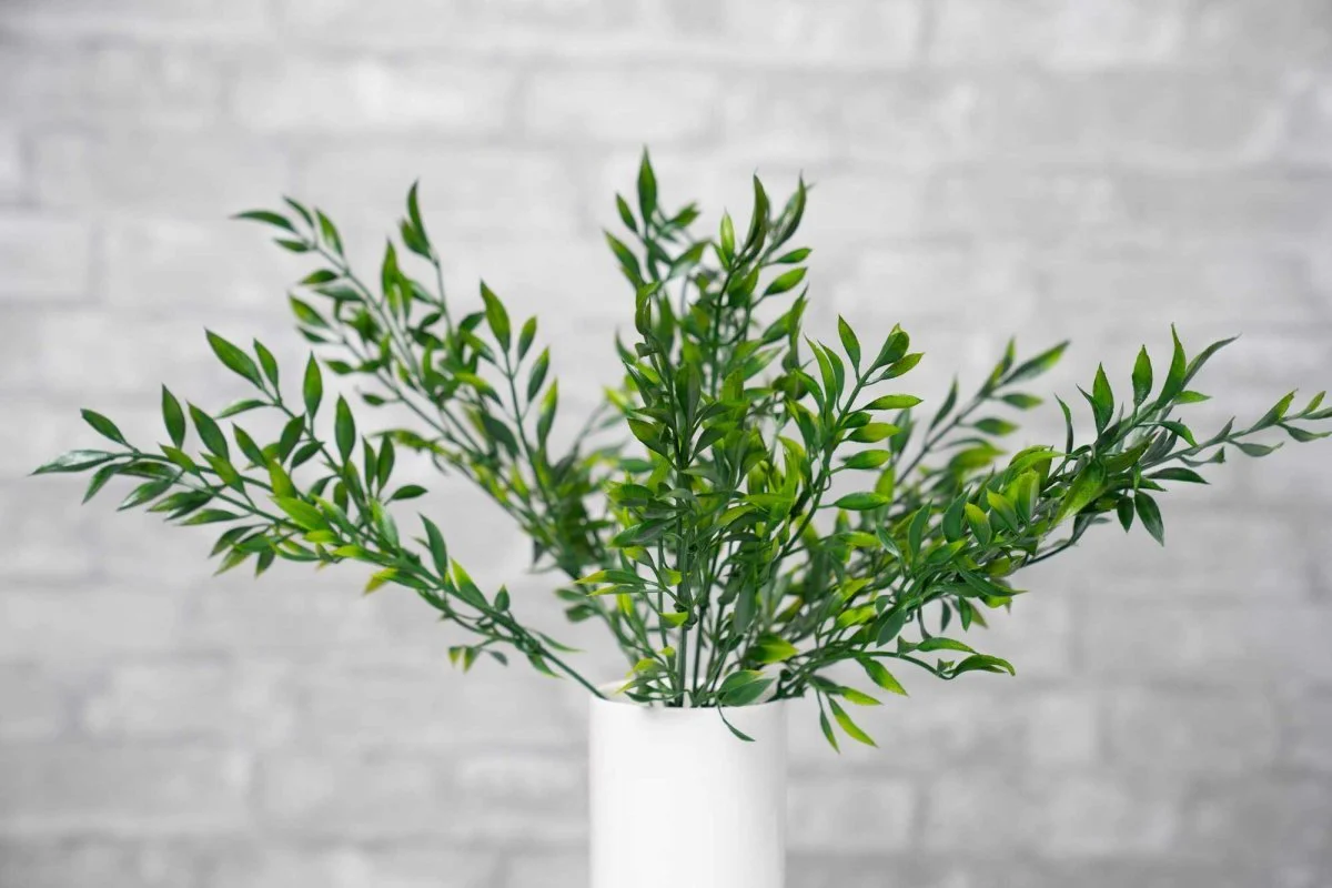 Faux Italian Ruscus - Green - Image 2