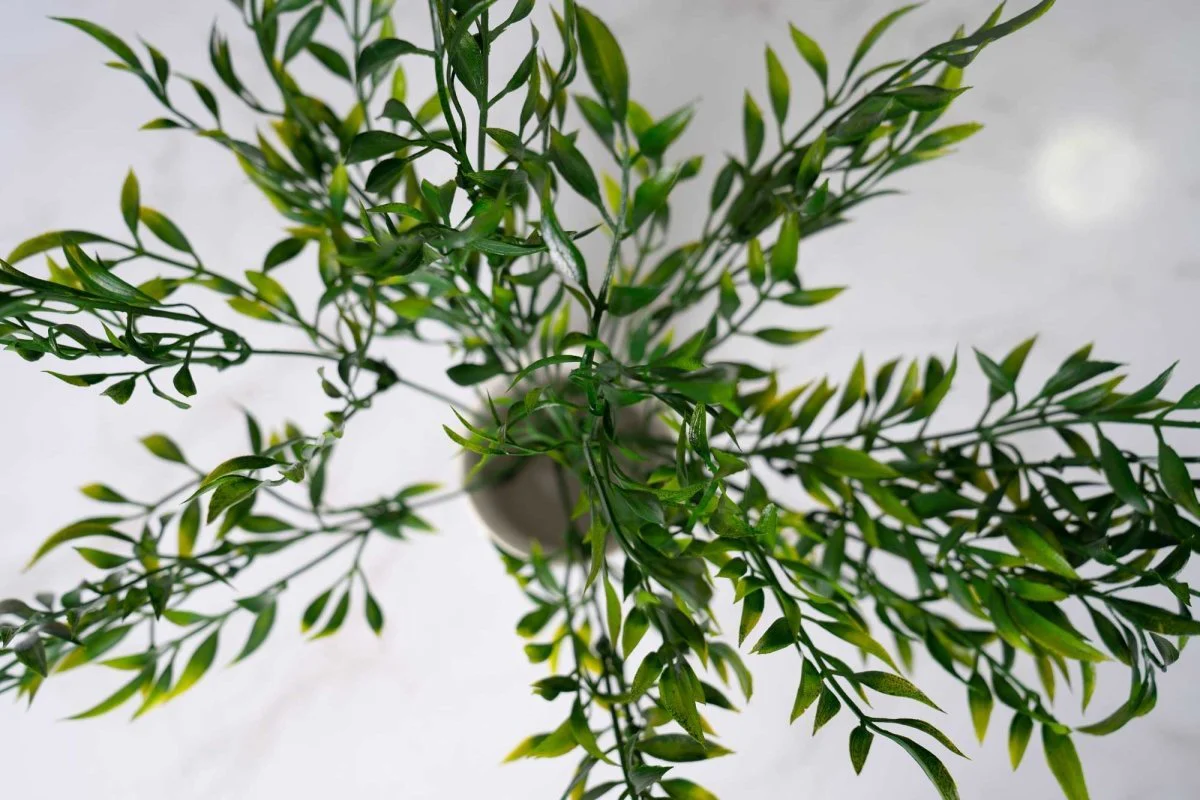 Faux Italian Ruscus - Green - Image 3