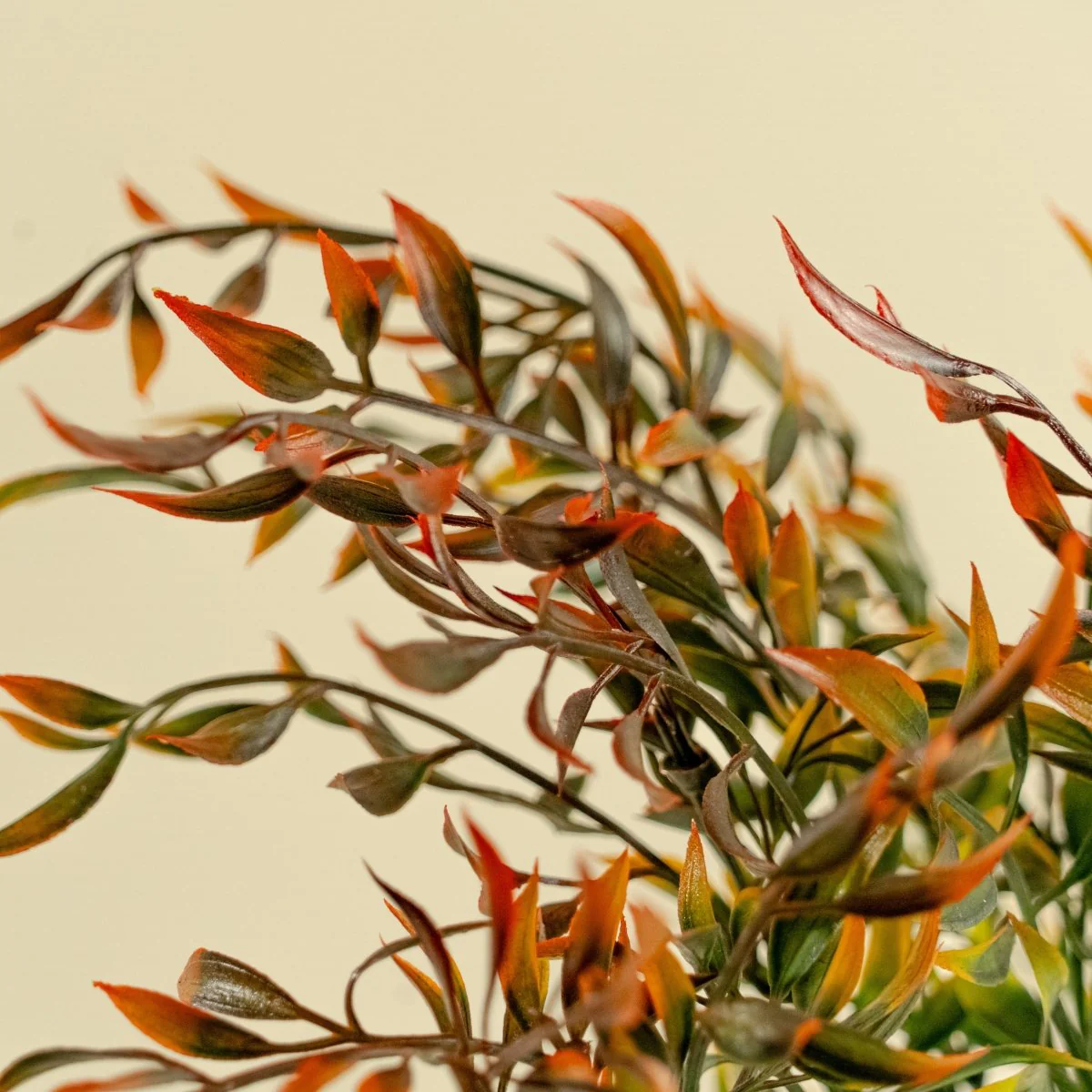 Faux Italian Ruscus - Red - Image 3