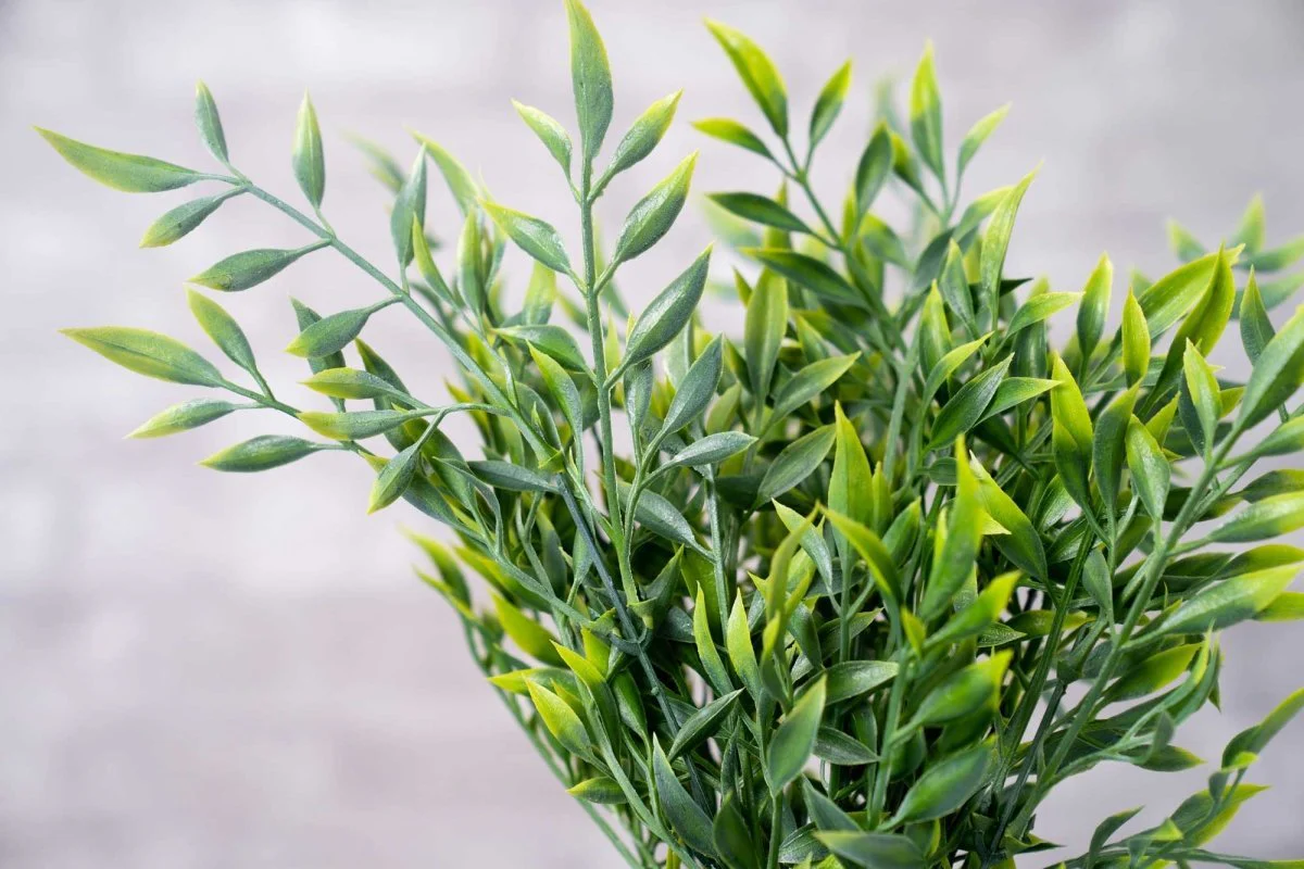 Faux Italian Ruscus - White Green - Image 3