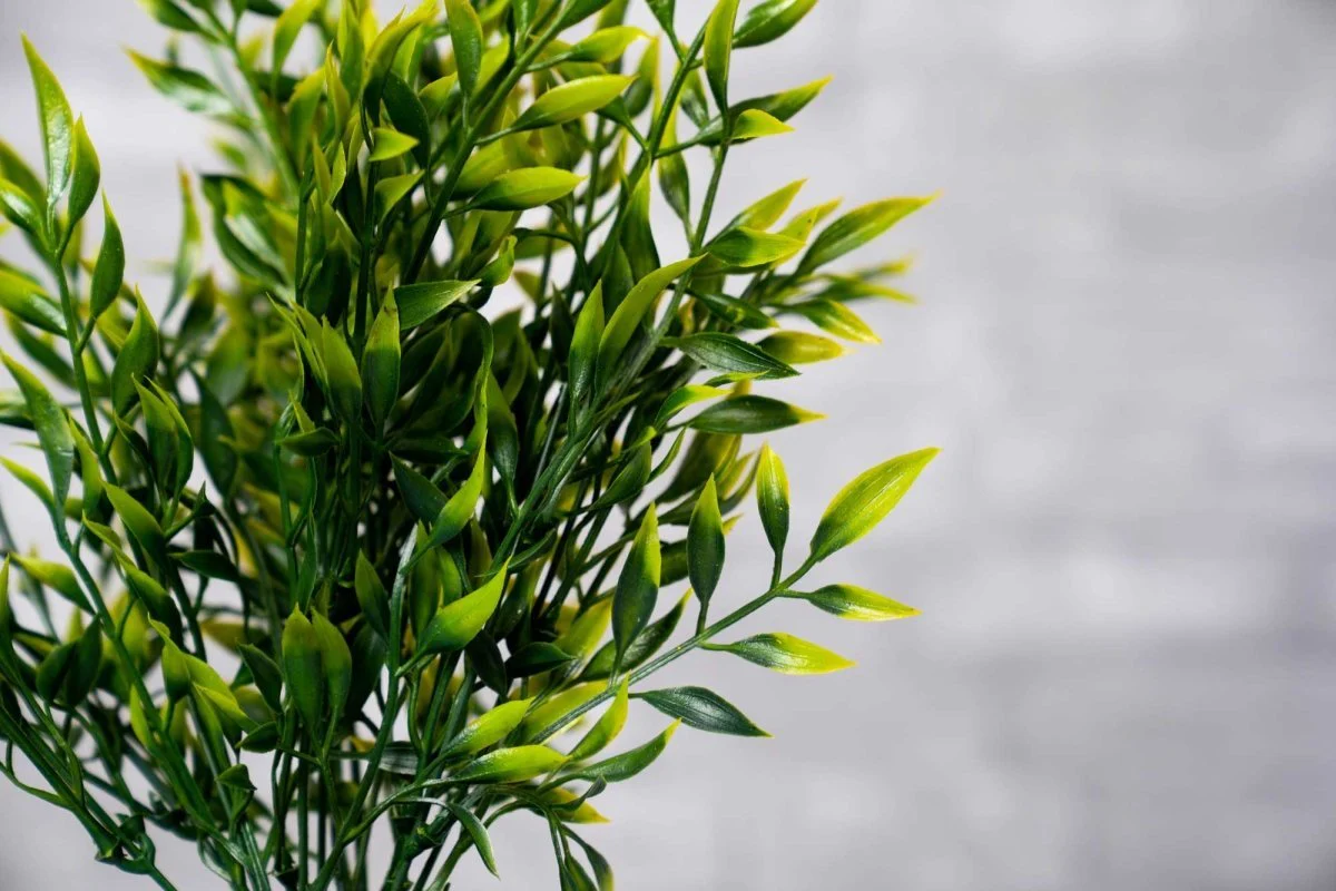 Faux Italian Ruscus - Yellow - Image 3