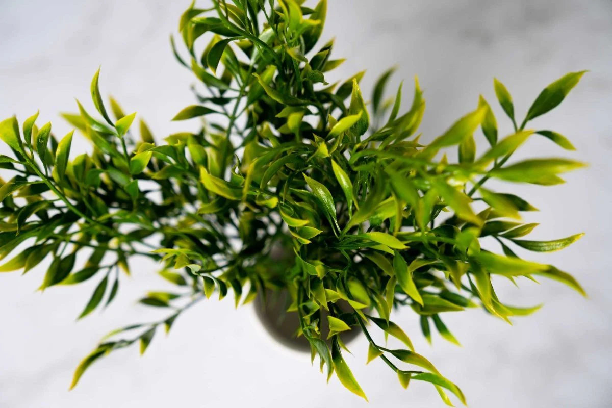 Faux Italian Ruscus - Yellow - Image 4