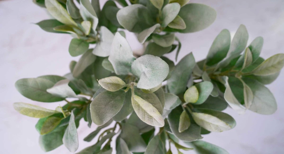 Faux Lamb's Ears - Green - Image 4