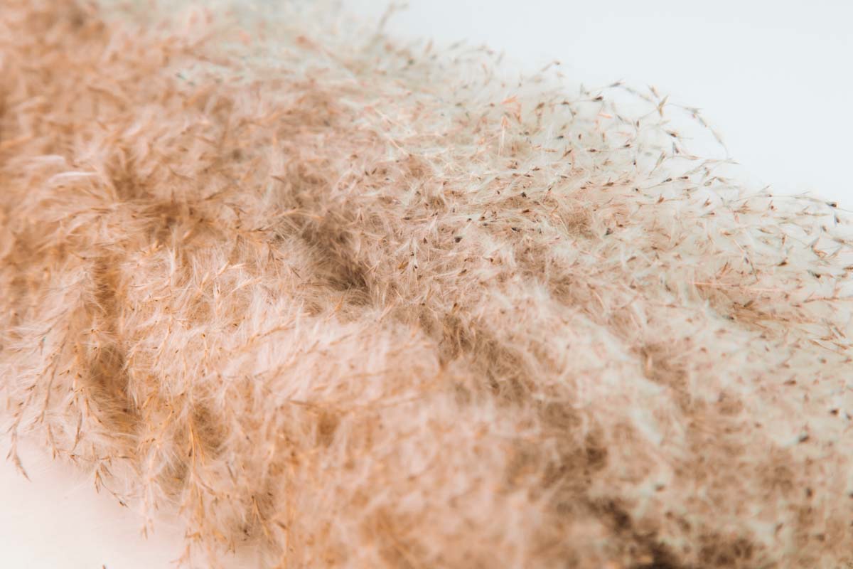 Feather Grass - Natural - Image 2