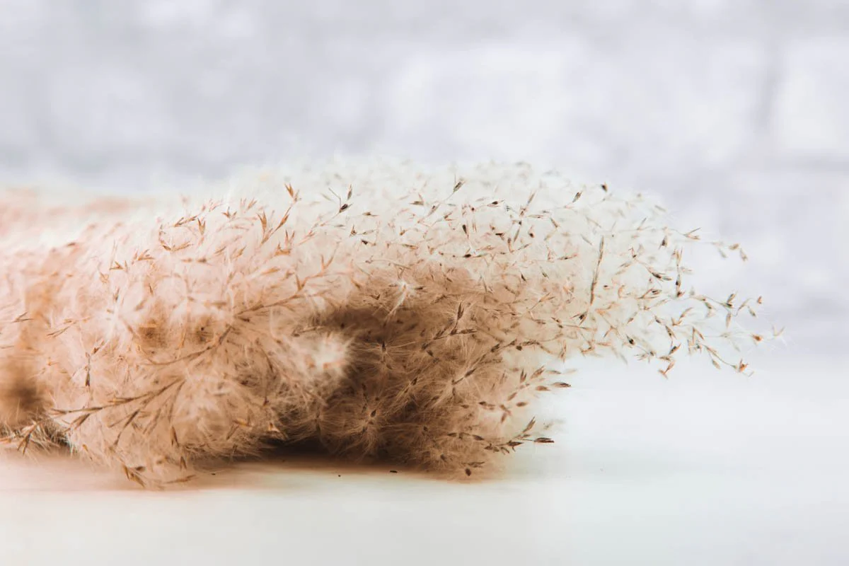 Feather Grass - Natural - Image 3