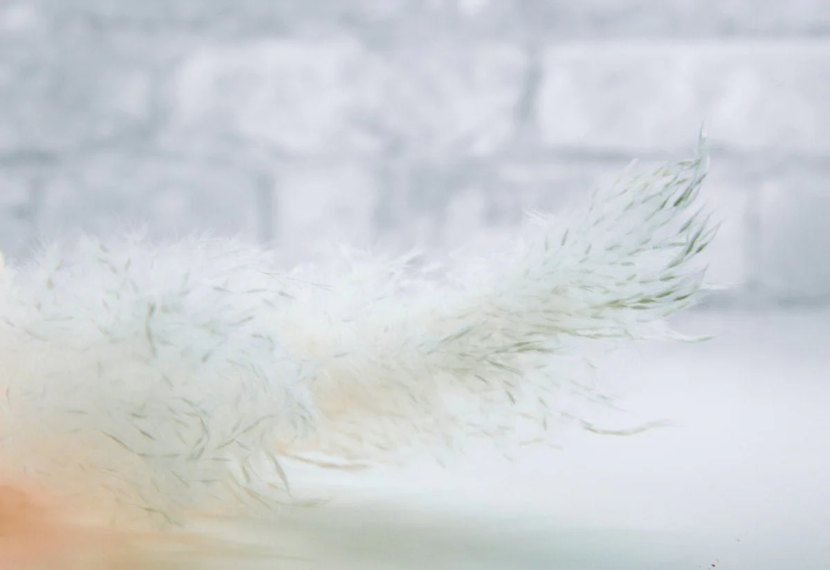 Feather Grass - White - Image 2