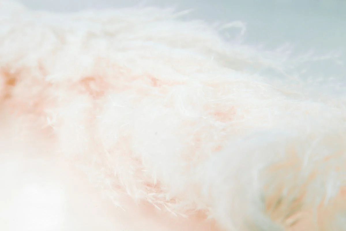 Feather Grass - White - Image 3