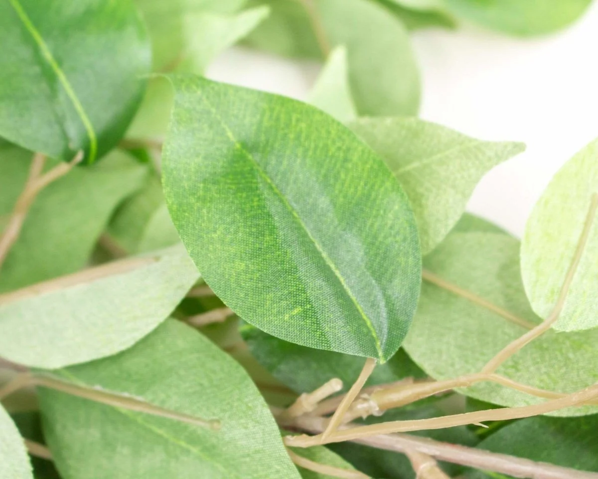Ficus Spray - Green - Image 2