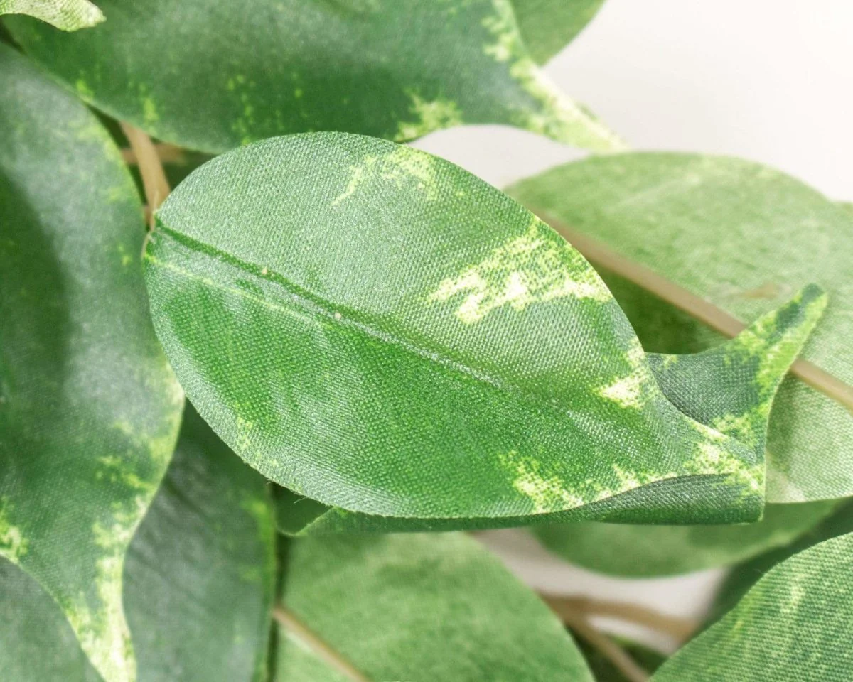 Ficus Spray - Variegated - Image 2