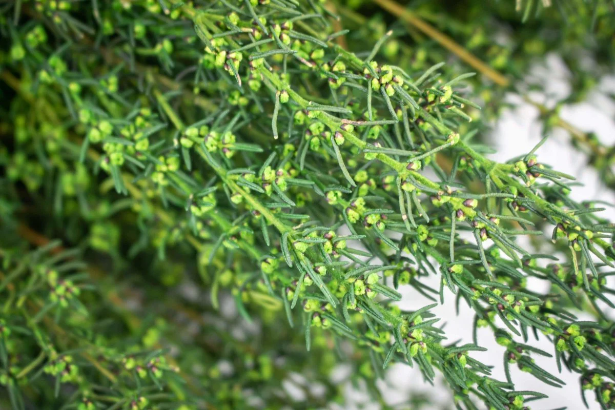 Grabia - Basil Green - Image 2