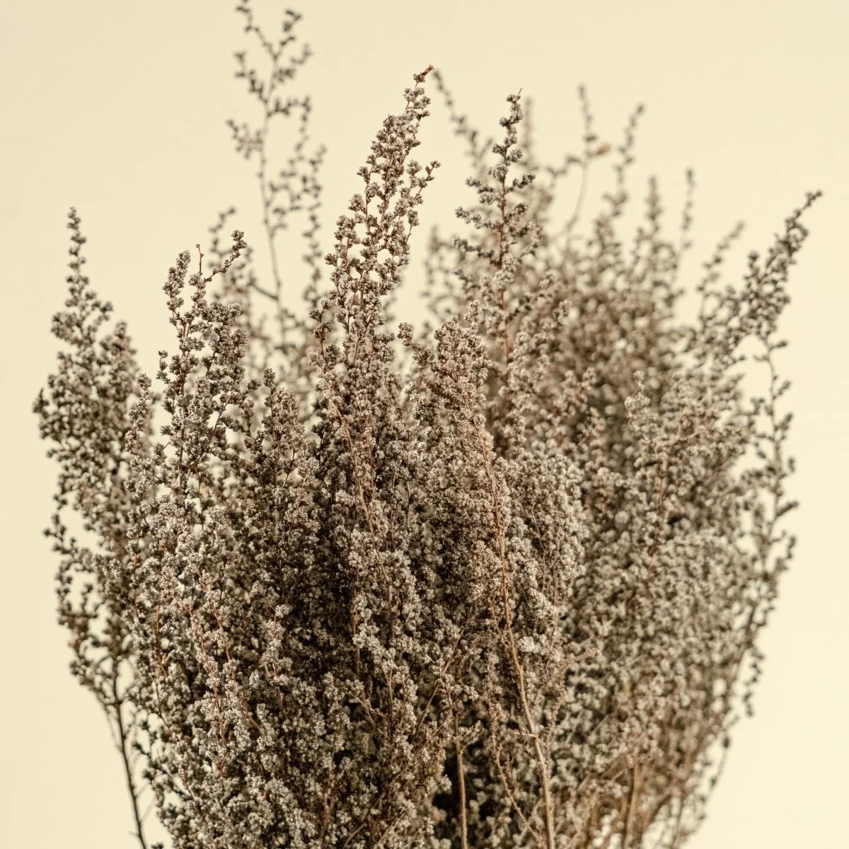 Stoebe - Natural (Silver/White) - Image 3