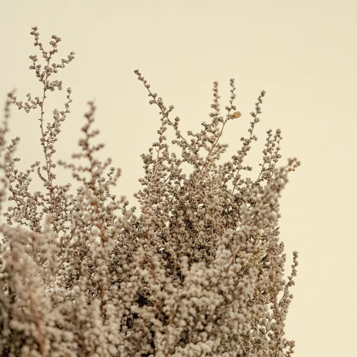 Stoebe - Natural (Silver/White) - Image 5