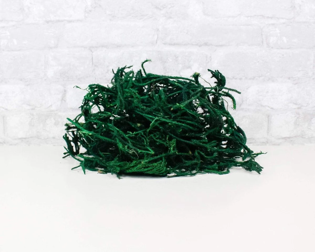 Green Lycopodium - Image 2