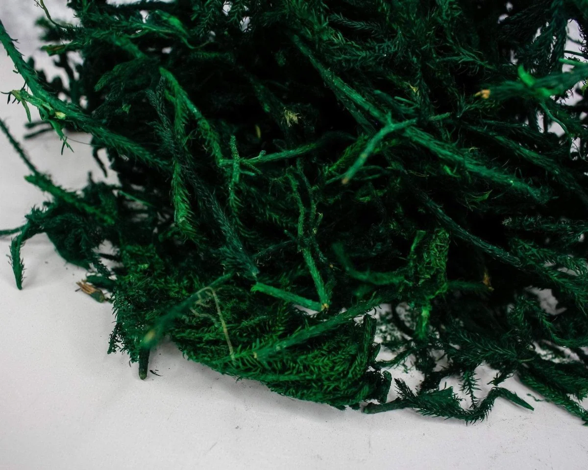 Green Lycopodium - Image 3