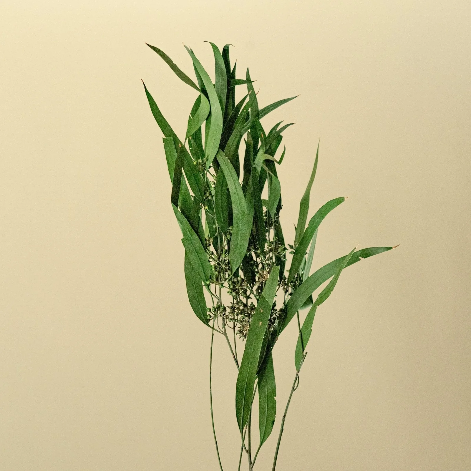 Greenery Sample Kit Option Set - Image 4