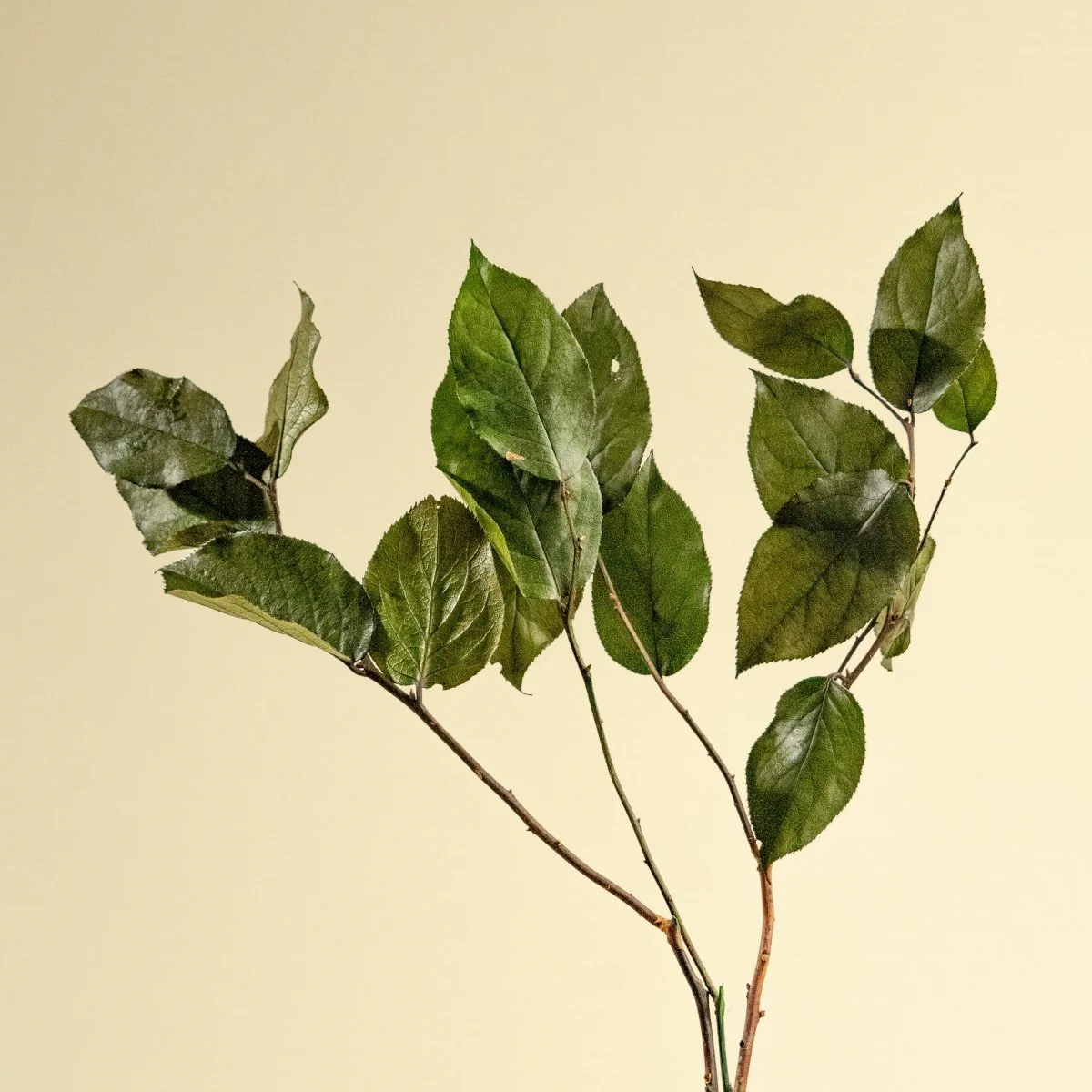 Greenery Sample Kit Option Set - Image 5