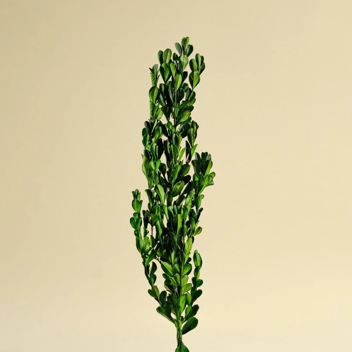 Greenery Sample Kit Option Set - Image 6