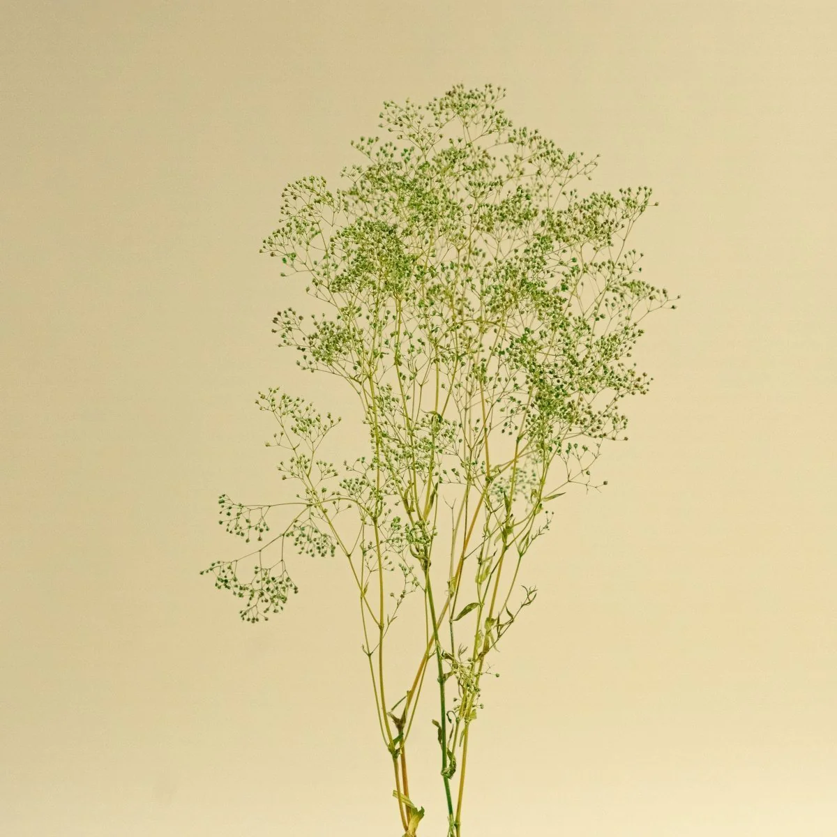 Greenery Sample Kit Option Set - Image 7