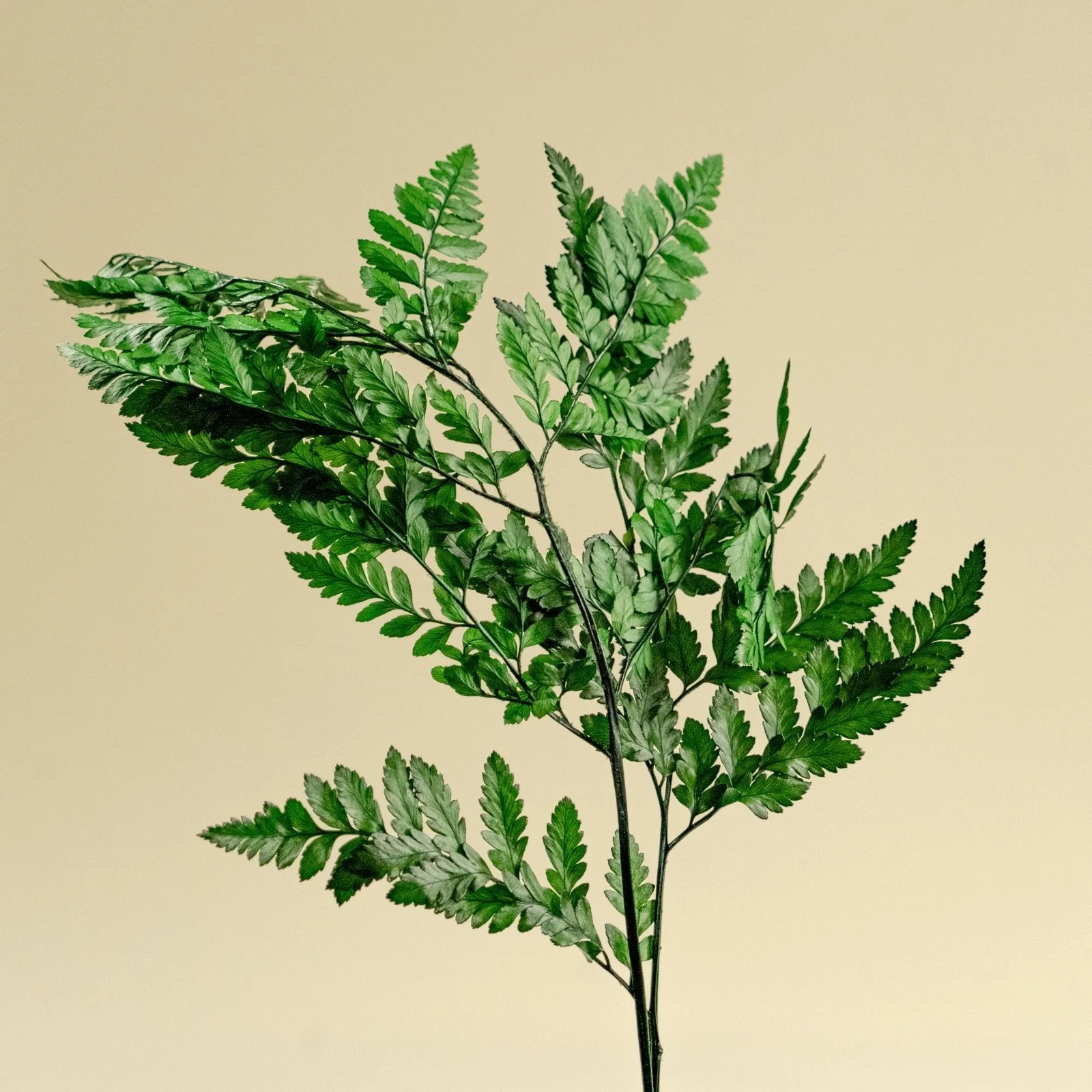 Greenery Sample Kit Option Set - Image 9