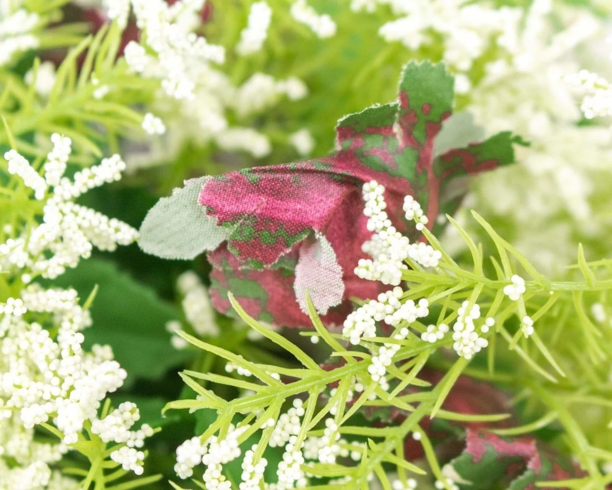 Gypsy Mix Bush - Image 2