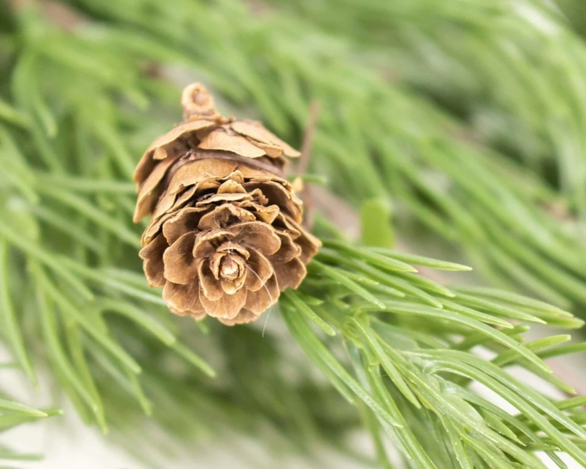 Hanging Pine Bush - Image 2