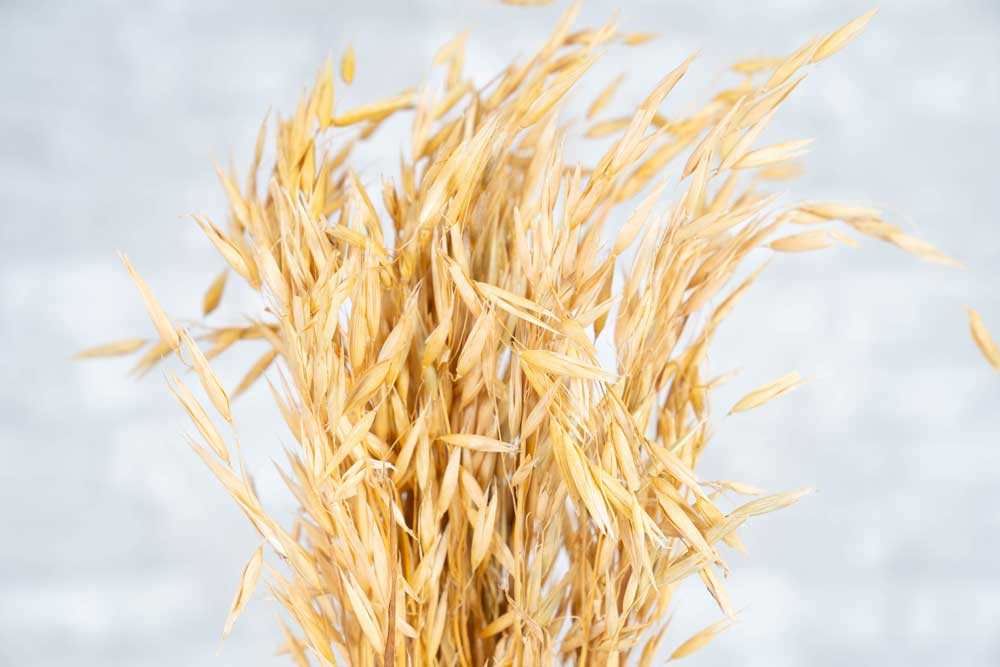 Havanah Grass - Image 2
