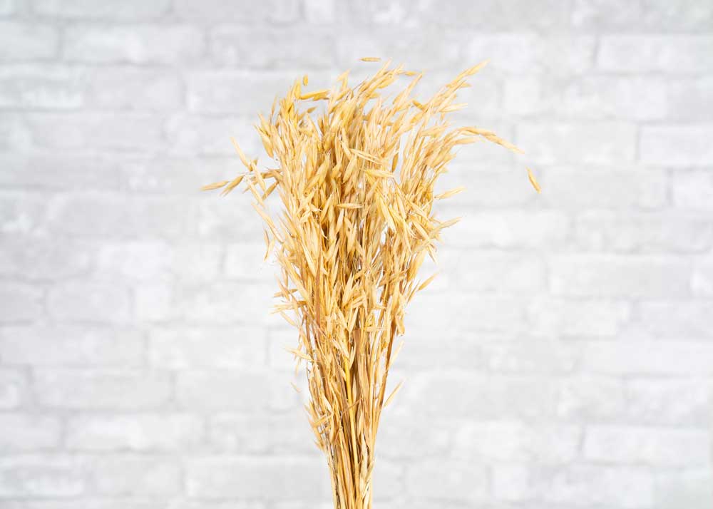 Havanah Grass - Image 3