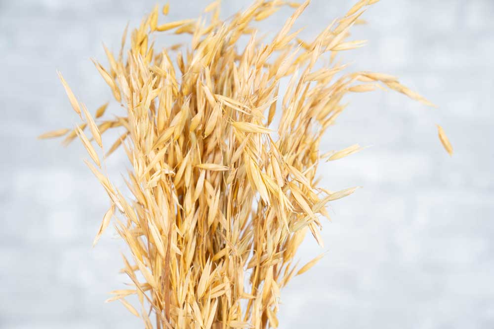Havanah Grass - Image 4
