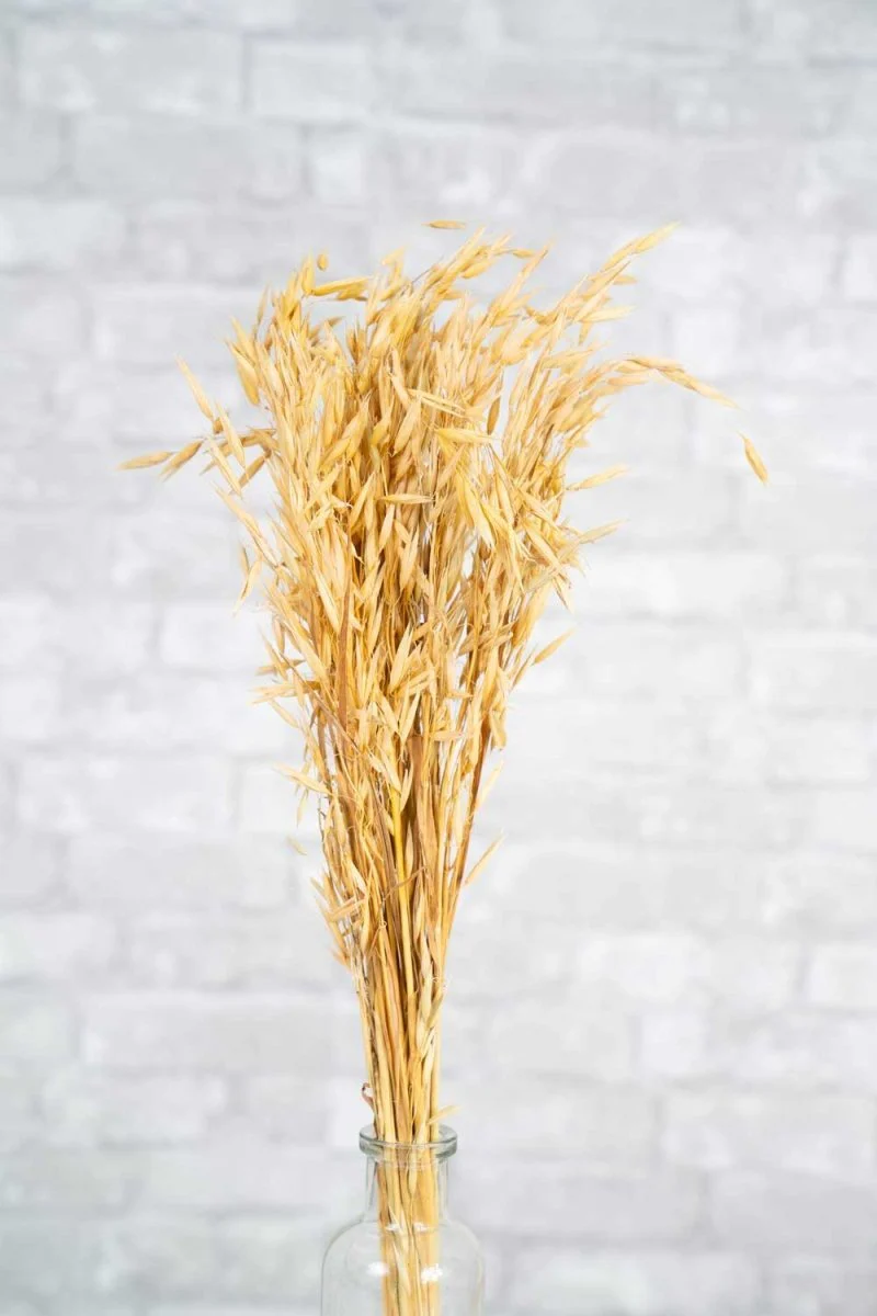 Havanah Grass - Image 5