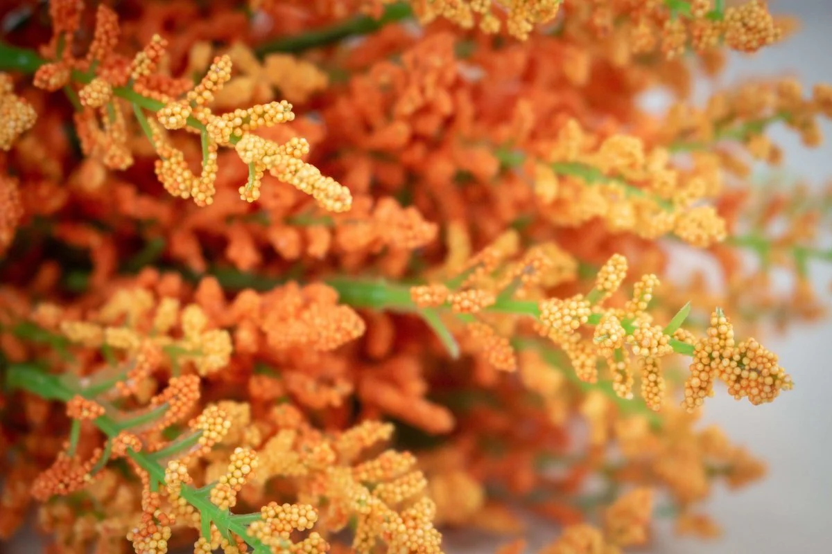 Heather Bush - Orange - Image 2