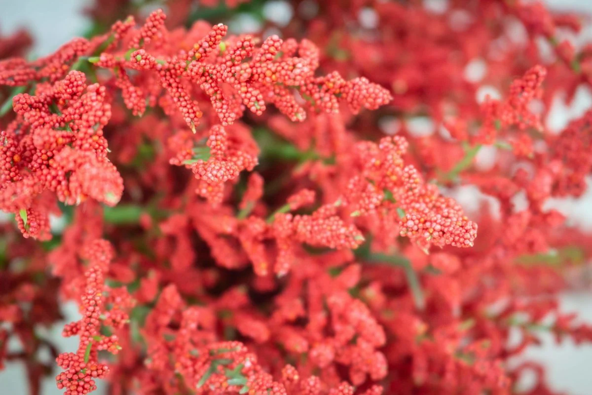 Heather Bush - Red - Image 2