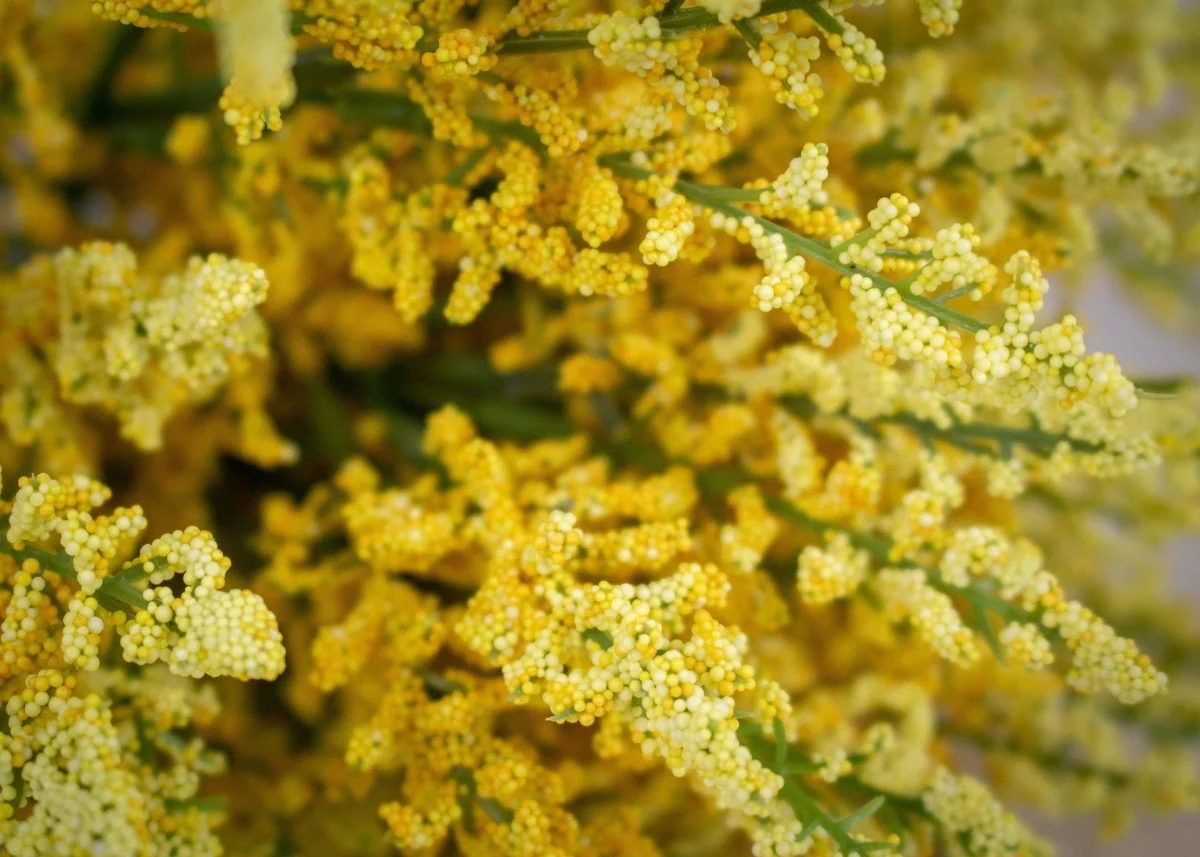 Heather Bush - Yellow - Image 2