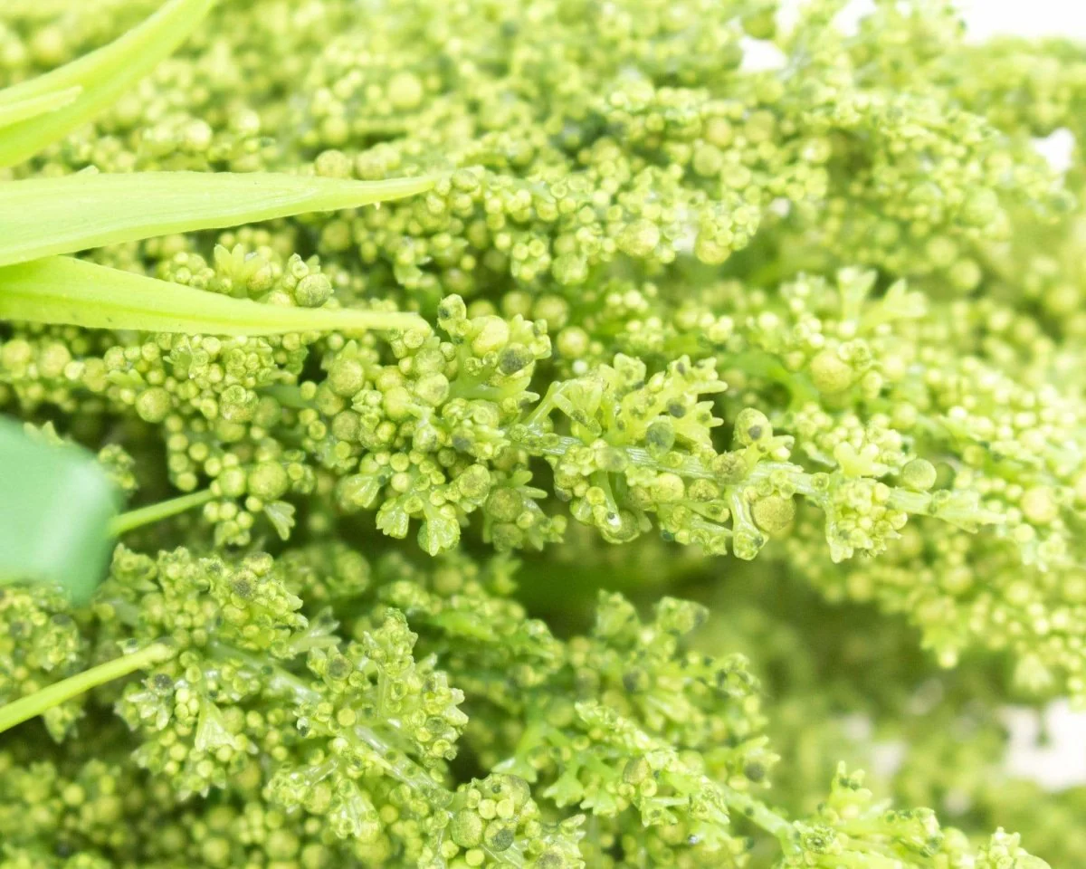 Heather Grass Bush - Green - Image 2