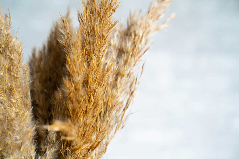Indian Reeds - Image 2