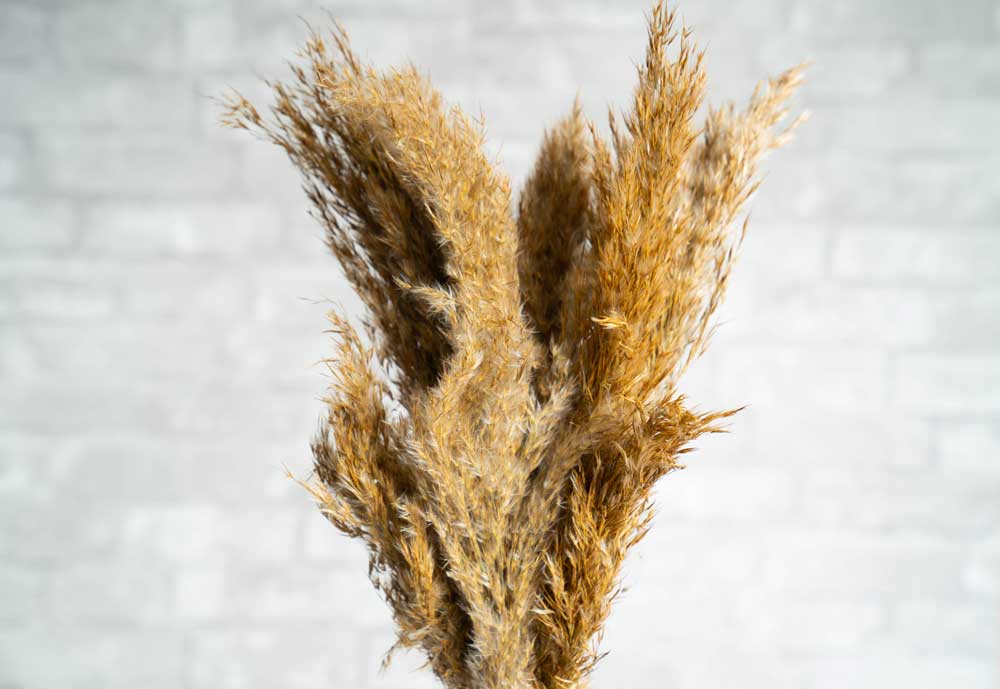 Indian Reeds - Image 3